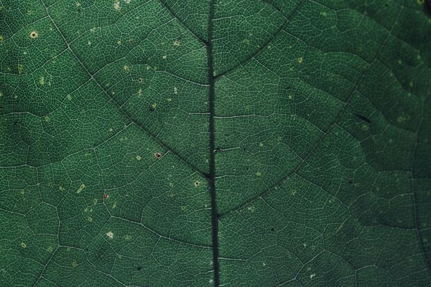 Réseau sur feuille en macro