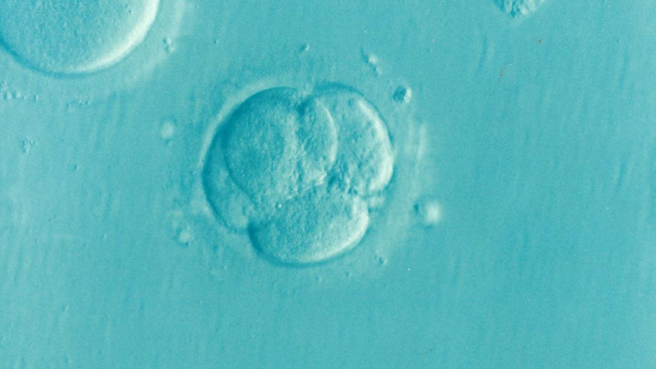 embryon